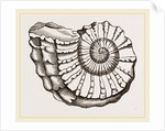 Ammonite Mouth imperfect by Anonymous