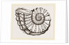 Ammonite Mouth imperfect by Anonymous