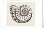 Ammonite Mouth imperfect by Anonymous