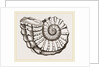 Ammonite Mouth imperfect by Anonymous