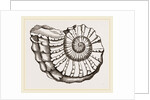 Ammonite Mouth imperfect by Anonymous