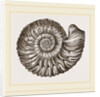 Ammonite Mouth perfect by Anonymous