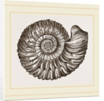 Ammonite Mouth perfect by Anonymous