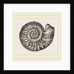 Ammonite Mouth perfect by Anonymous