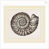 Ammonite Mouth perfect by Anonymous