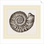 Ammonite Mouth perfect by Anonymous