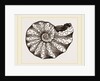 Ammonites nodosus by Anonymous