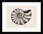 Ammonites nodosus by Anonymous