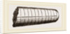 Orthoceras laterale by Anonymous