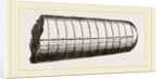 Orthoceras laterale by Anonymous