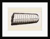 Orthoceras laterale by Anonymous