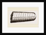 Orthoceras laterale by Anonymous