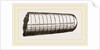 Orthoceras laterale by Anonymous