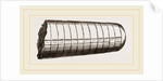 Orthoceras laterale by Anonymous