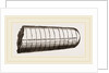 Orthoceras laterale by Anonymous