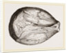 Phragmoceras ventricosum by Anonymous
