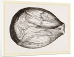 Phragmoceras ventricosum by Anonymous