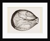 Phragmoceras ventricosum by Anonymous