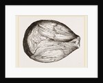 Phragmoceras ventricosum by Anonymous