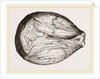 Phragmoceras ventricosum by Anonymous