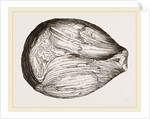 Phragmoceras ventricosum by Anonymous