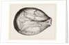 Phragmoceras ventricosum by Anonymous