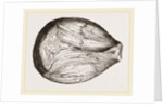 Phragmoceras ventricosum by Anonymous