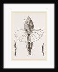 Cymbulia by Anonymous