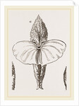 Cymbulia by Anonymous