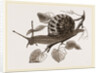 Large Garden Snail by Anonymous