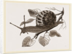 Large Garden Snail by Anonymous