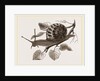Large Garden Snail by Anonymous