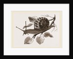 Large Garden Snail by Anonymous