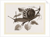 Large Garden Snail by Anonymous