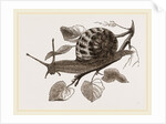 Large Garden Snail by Anonymous