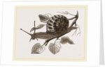 Large Garden Snail by Anonymous