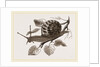 Large Garden Snail by Anonymous