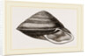 White-lipped Carocolla by Anonymous