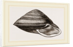 White-lipped Carocolla by Anonymous