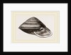White-lipped Carocolla by Anonymous