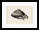 White-lipped Carocolla by Anonymous