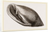 Midas's Ear by Anonymous