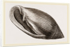 Midas's Ear by Anonymous