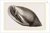 Midas's Ear by Anonymous