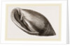 Midas's Ear by Anonymous