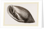 Midas's Ear by Anonymous