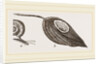 Keeled Planorbis by Anonymous