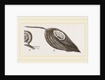 Keeled Planorbis by Anonymous