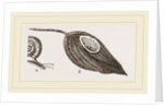 Keeled Planorbis by Anonymous