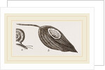 Keeled Planorbis by Anonymous